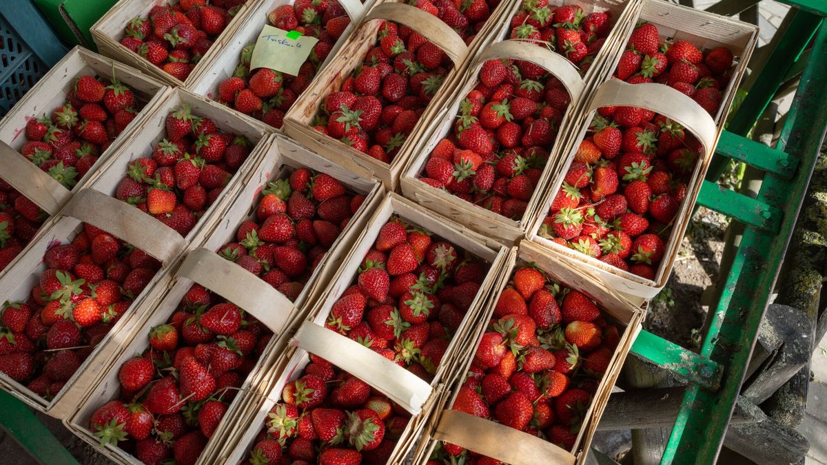 Podaż truskawek rośnie 