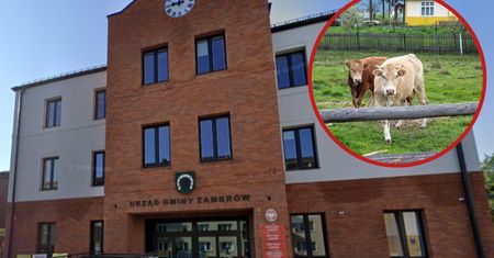Śledztwo w sprawie ataku byków na Podlasiu. Są wyniki sekcji