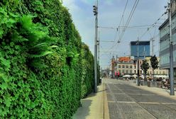 Katowice. Miasto promuje zielone dachy. Będą zwolnienia z podatku