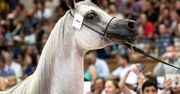 1,4 mln euro za najdroższego konia na aukcji w Janowie Podlaskim
