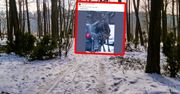 Lizał auto. Zdjęcie obiega sieć. Leśnicy tłumaczą