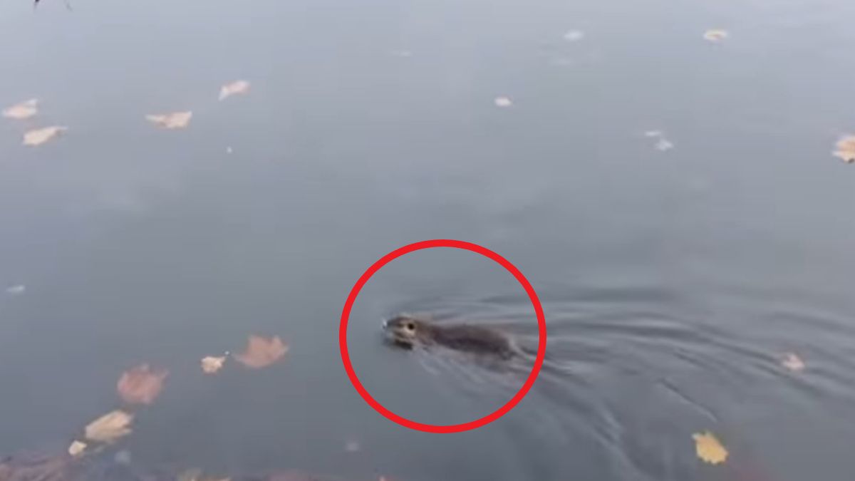 Nagranie z Kudowy-Zdroju wywołało lawinę komentarzy