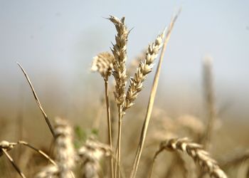 Nowa WPR już na horyzoncie. Rolnicy stracą wsparcie, które znają?