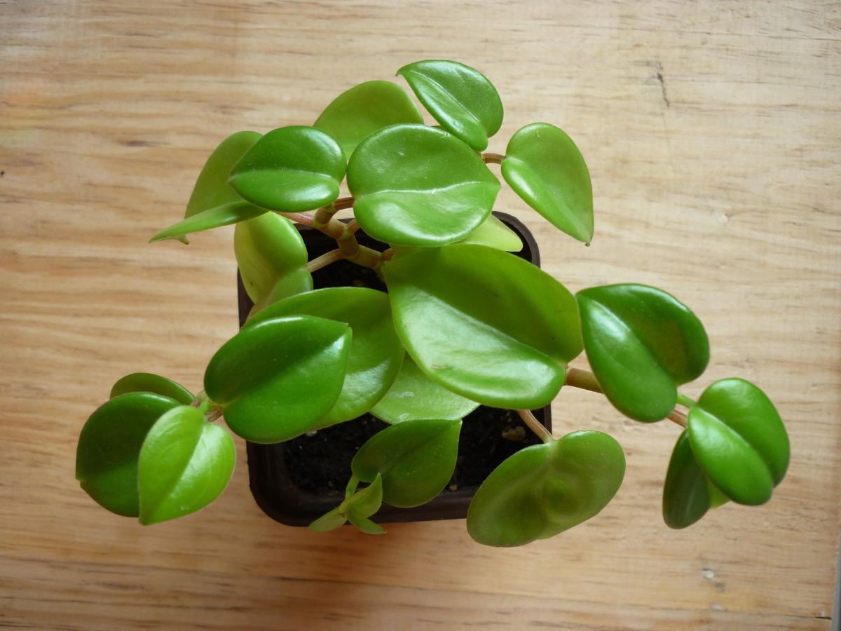 Peperomia, czyli roślina o tysiącu twarzy. Jak wybrać idealną odmianę?