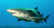 Rekiny zagrożone wyginięciem. Winni są...