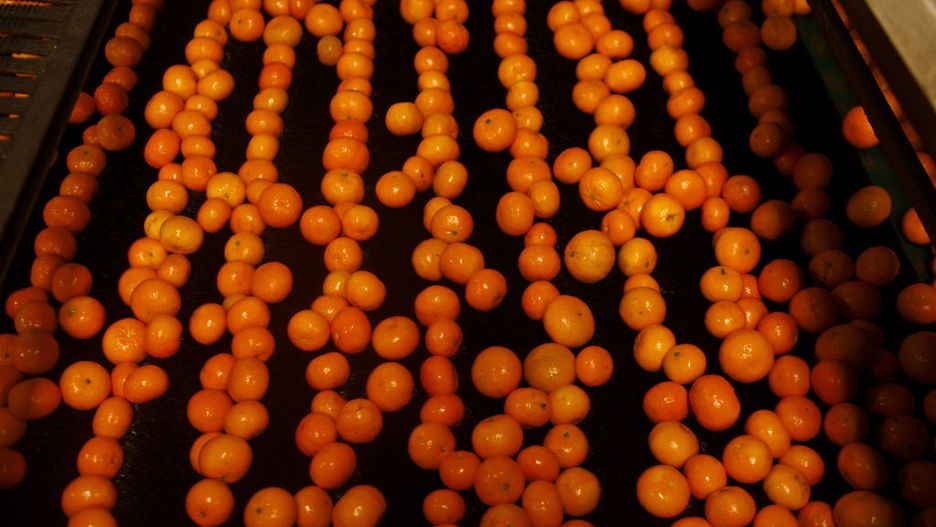 Zdrowsze niż mandarynki. Chronią przed zawałem i udarem mózgu