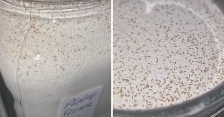 Wzięła do ręki słoik z mąką i była przerażona. Zawartość dosłownie się ruszała