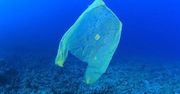 Zidentyfikowano grzyba zjadającego plastik. Pomoże walczyć z zanieczyszczeniami?