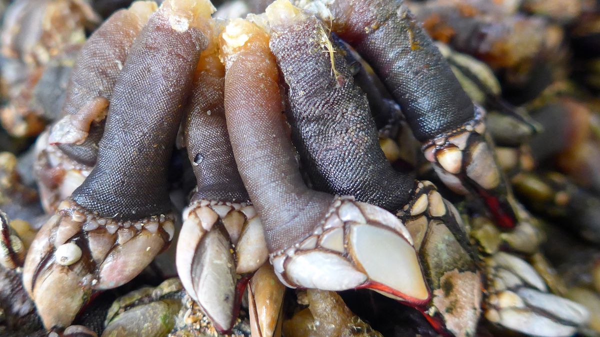 Percebes - palce Lucyfera czy pąkle kaczenice