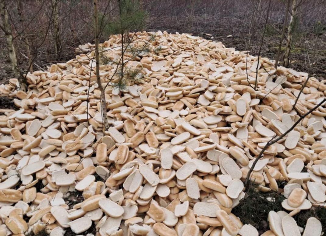 Setki bułek w lesie pod Nieporętem – Wysypisko pieczywa wywołuje oburzenie