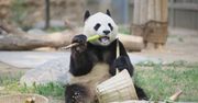 Dieta bambusowa. Mały sekret wielkiej pandy