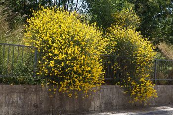 Zakazany krzew w Polsce. Grozi nawet milion złotych kary