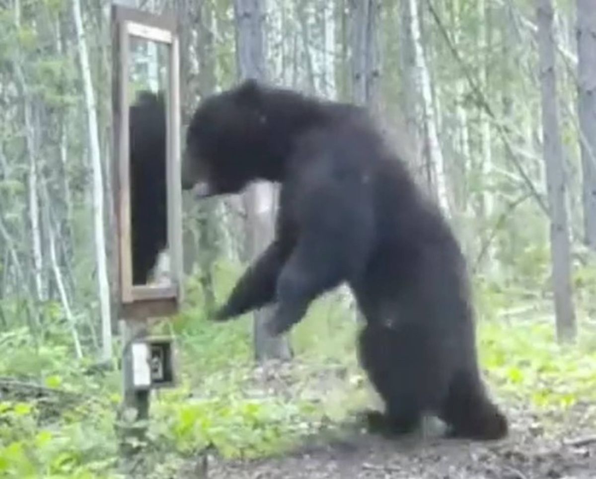 Niedźwiedź i odbicie w lustrze