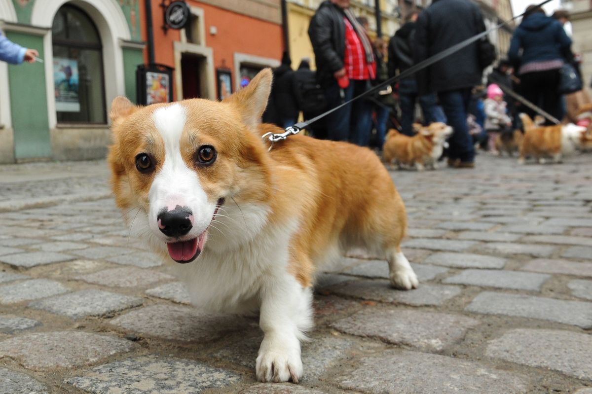 Trzaskowski o zwierzętach: spacery z psem należy ograniczyć do minimum