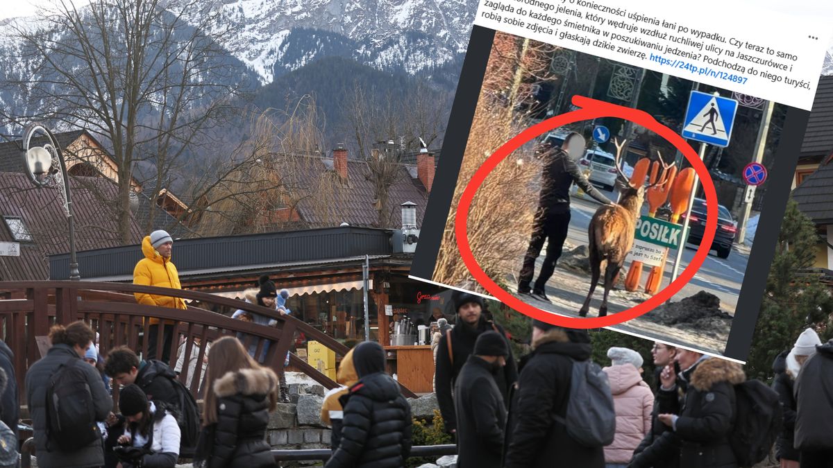 Jeleń przechadza się po centrum Zakopanego