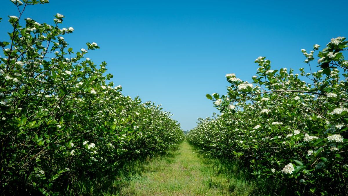 Kwitnące krzewy aronii na plantancji Bio Juice