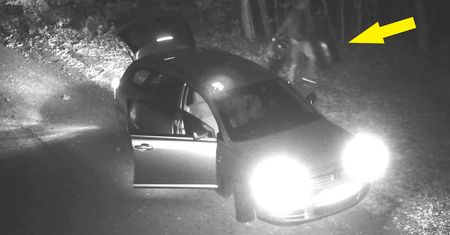 Wstyd na całą Polskę. Leśnicy pokazali ujęcie z fotopułapki