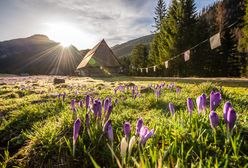 Dolina Chochołowska. Jedno z najpiękniejszych miejsc w Tatrach