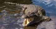 Krokodyl zaatakował turystkę w Zambii. "Wszędzie była krew"