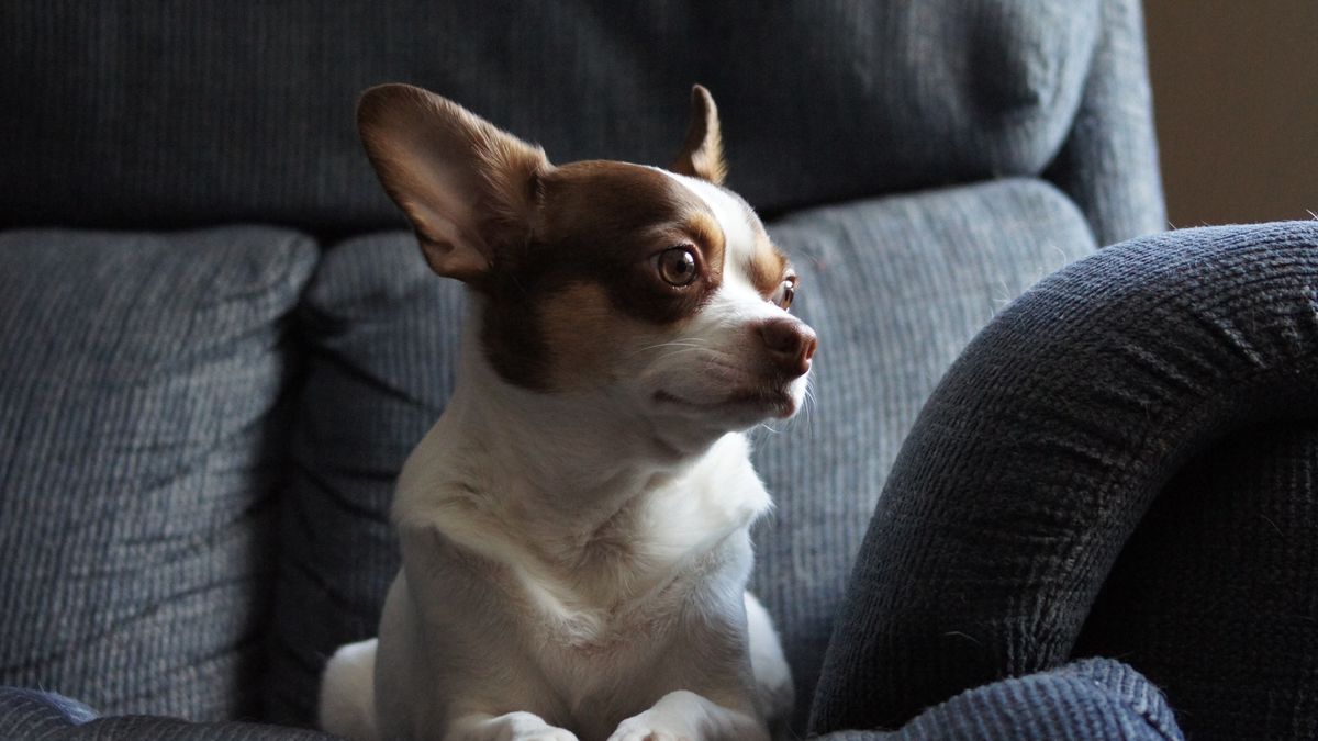 Pies nie wrócił z hotelu. Zdj. ilustracyjne 