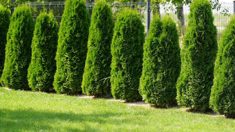 Gęste tuje zabezpieczą przed spojrzeniami sąsiadów