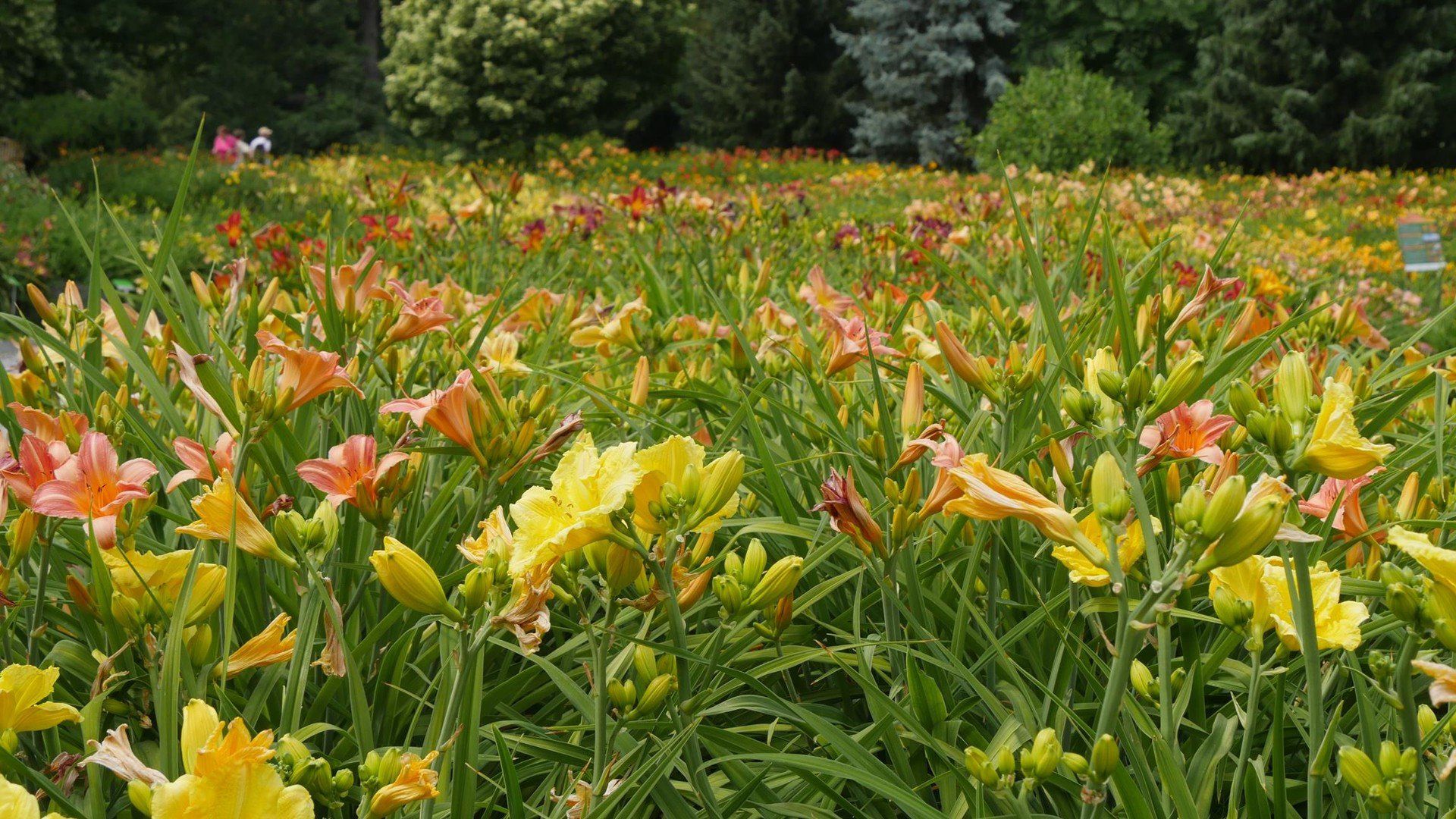 Festiwal Liliowców w Arboretum Wojsławice