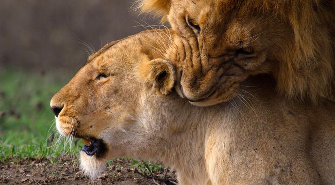 Królowe świata zwierząt