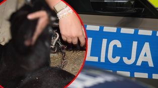 Kobieta ciągnęła psa za samochodem. Ślady krwi na ulicy