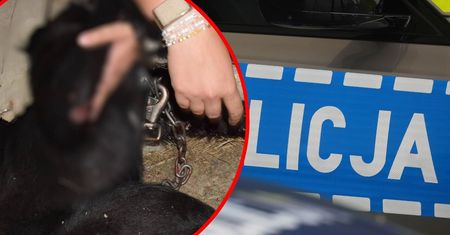Kobieta ciągnęła psa za samochodem. Ślady krwi na ulicy
