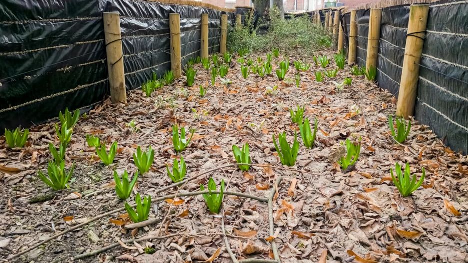 Słomiane maty na poznańskich ulicach mają chronić zieleń.