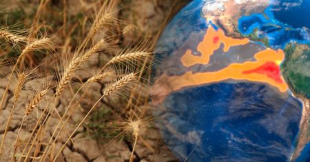 El Nino namiesza na rynku żywności? Jest ważny komunikat