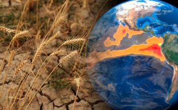 El Nino namiesza na rynku żywności? Jest ważny komunikat