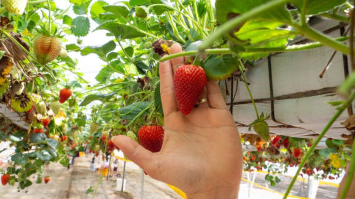 Truskawkowy luksus. W USA płacą 20 dolarów za jeden owoc