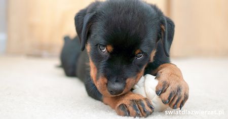 Czy rottweiler nadaje się do bloku?