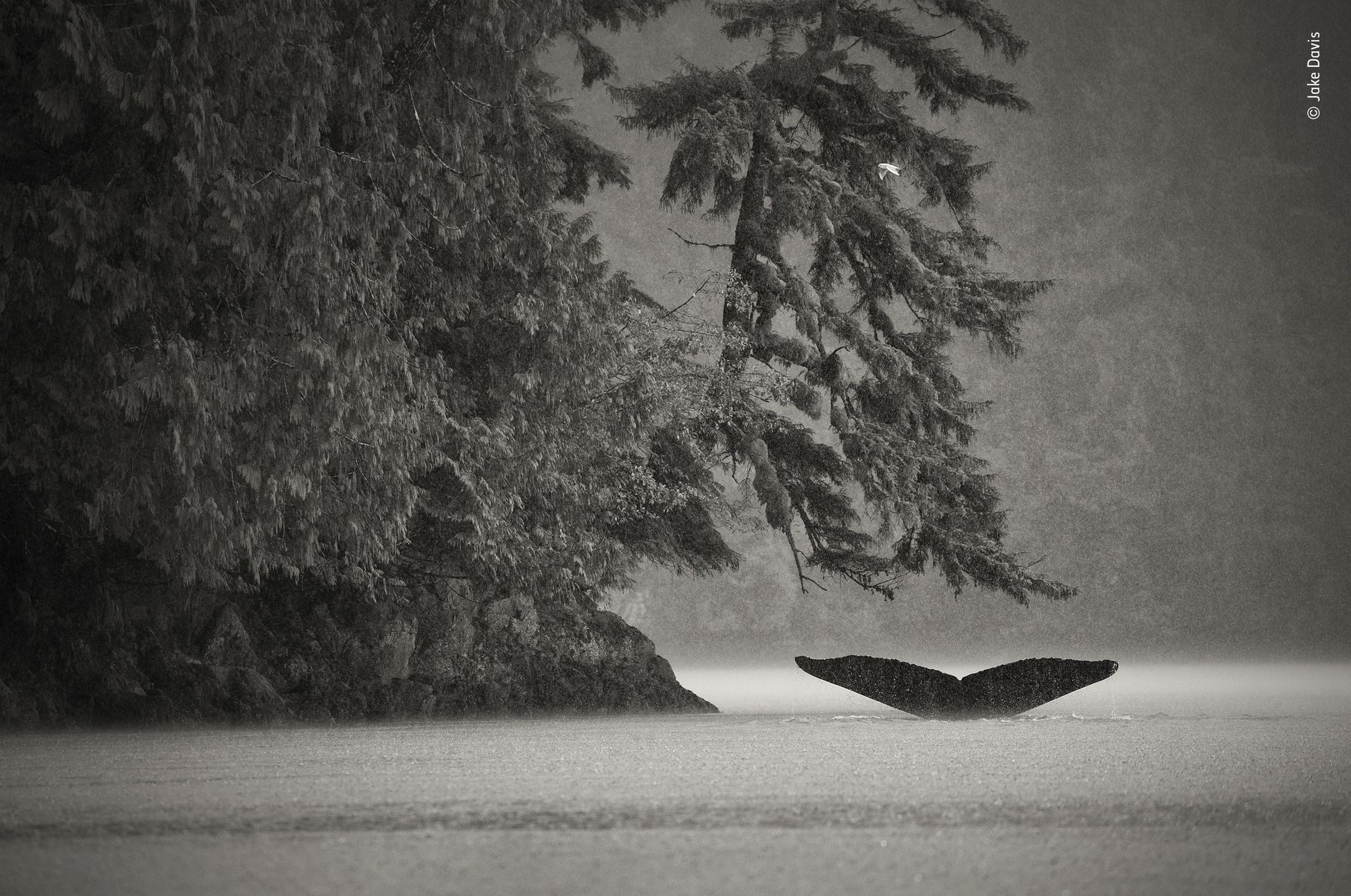 Finaliści nagrody publiczności w konkursie Wildlife Photographer of the Year 2019 8