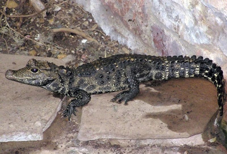 Krokodyli alarm odwołany. Zaskakujący finał akcji poszukiwawczej