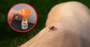 Kleszcze unikają jak ognia. Zapach, który wydziela ich śmiertelny wróg