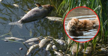 Kobieta wyciągnęła psa z Odry. Mówi, co się stało z jej rękami