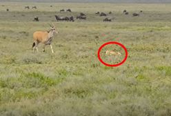 Dziki pościg na sawannie. Ślepy eland niczego się nie spodziewał