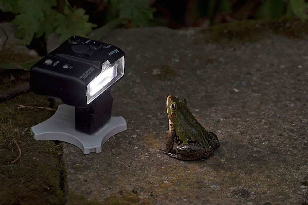 Najzabawniejsze zwierzaki konkursu Comedy Wildlife Photography Awards 2016 31