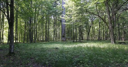 Międzynarodowi eksperci w Puszczy Białowieskiej. Co ustalą?