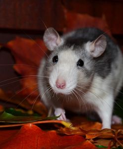 Plaga szczurów we Wrocławiu. Znaleziono na nie sposób?