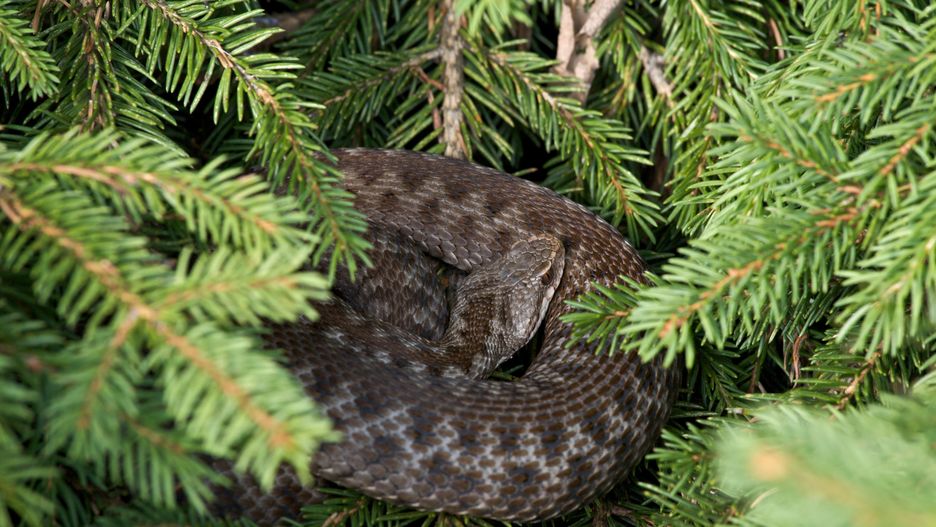 Żmije zygzakowate zbudziły się z zimowego snu