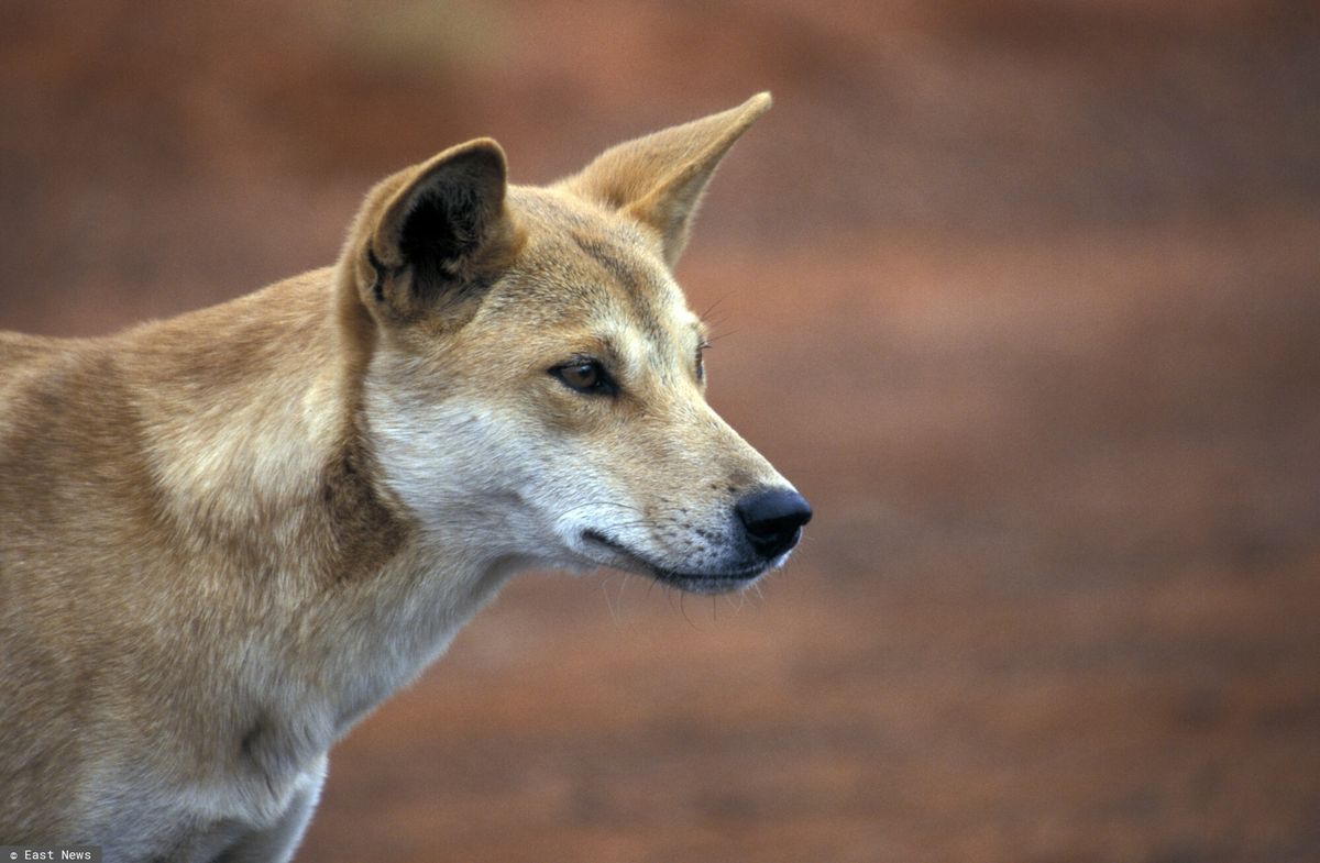 Dingo australijski