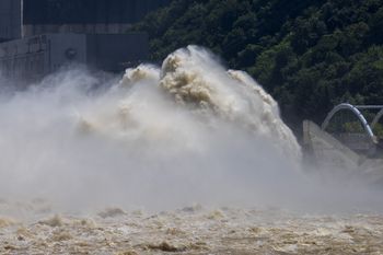 Niezwykły efekt tsunami z 2011 roku. Japońscy naukowcy zbadali rybie hybrydy