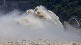 Niezwykły efekt tsunami z 2011 roku. Japońscy naukowcy zbadali rybie hybrydy
