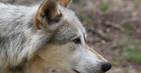 Wilki z Czarnobyla mają zmieniony układ odpornościowy. Wydają się mieć większą odporność na nowotwory
