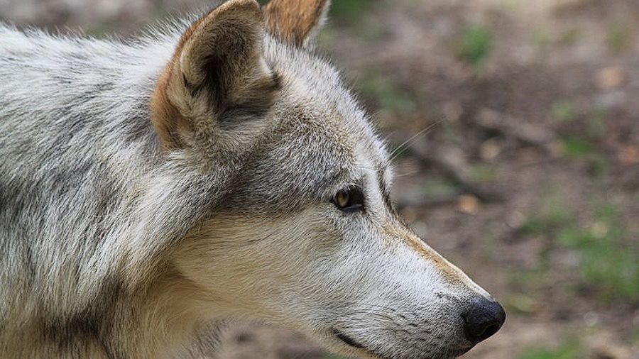 Wilk szary - zdjęcie ilustracyjne