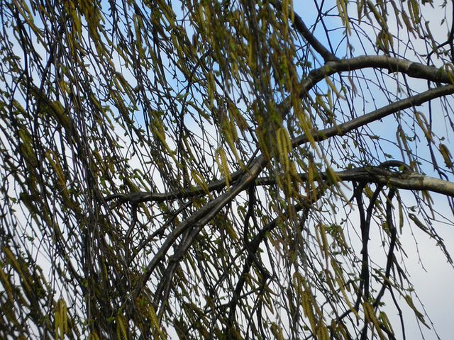 Nikon Coolpix P500 - test [część 2] 20