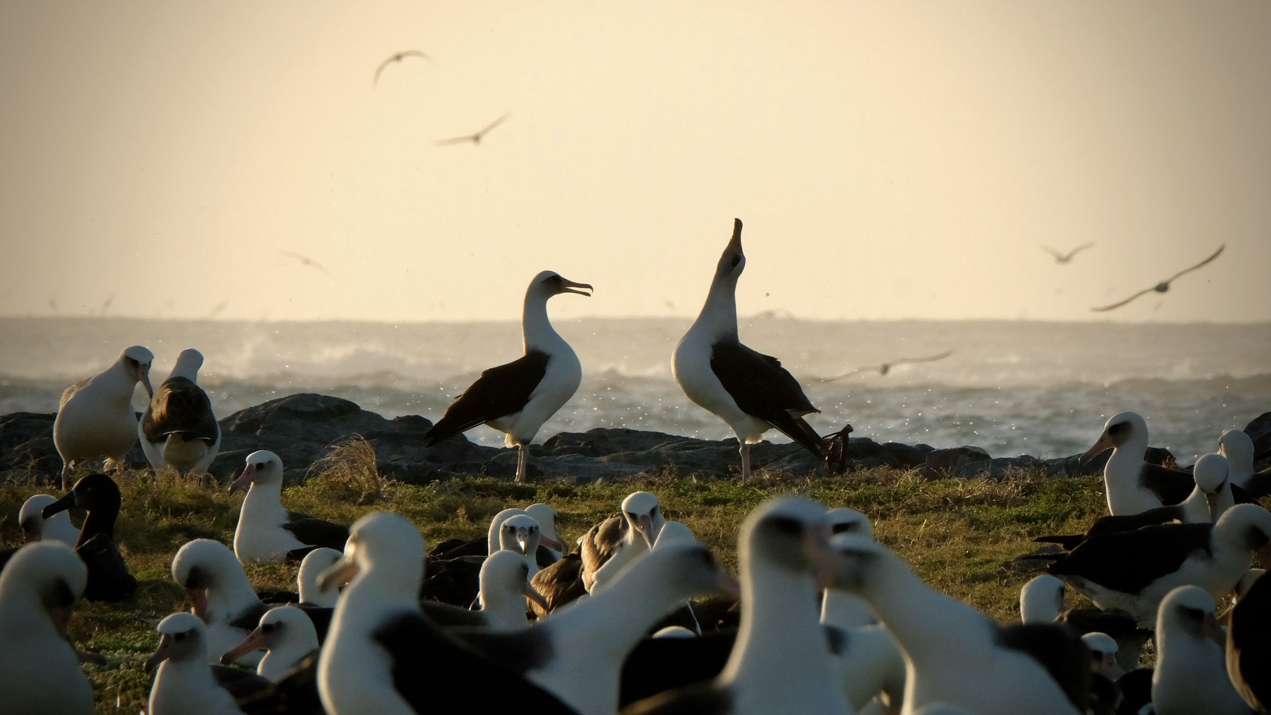 Para albatrosów na atolu Midway